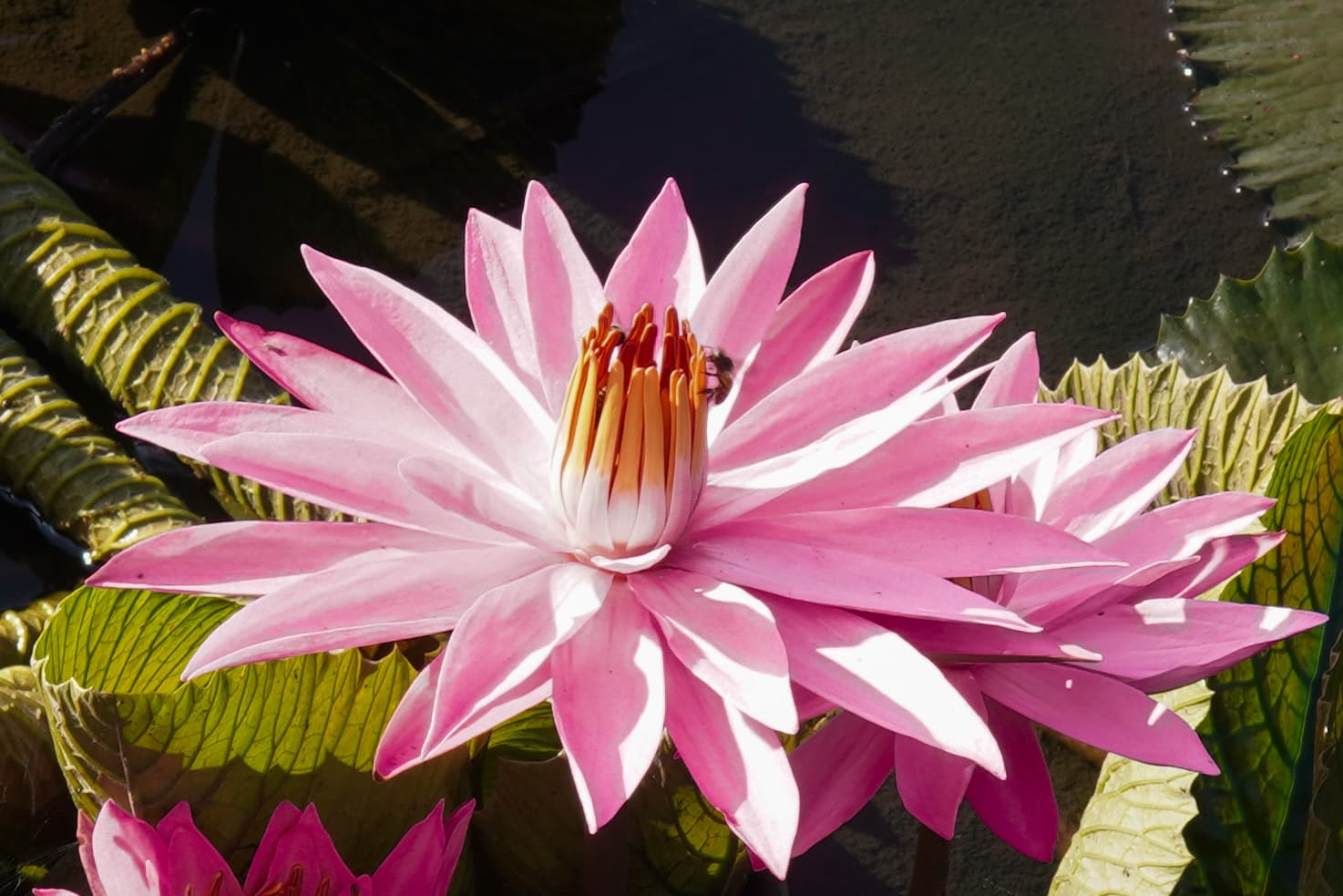 Bloom Lotus